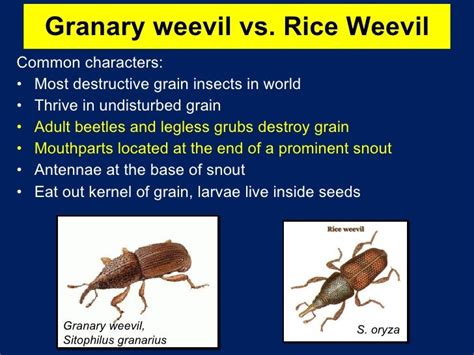 Stored Grain Insect Pests