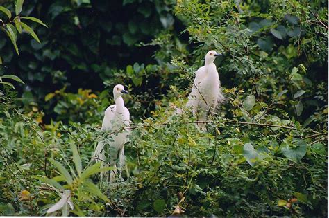 Ranganathittu Bird Sanctuary, Karnataka - Timings, Entry Fee, Boating