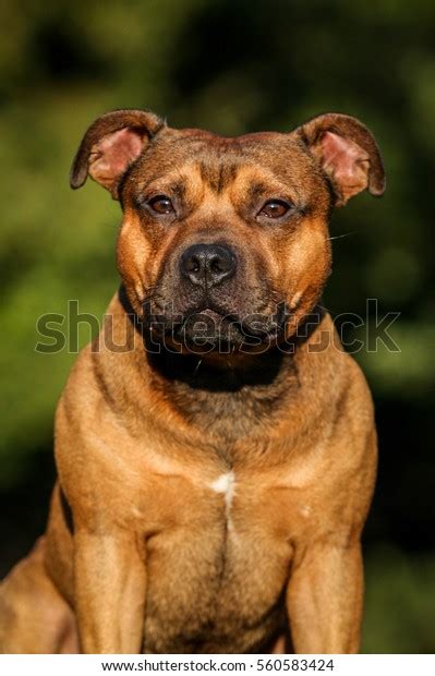 Portrait Fawn Staffy Staffordshire Bull Terrier Stock Photo 560583424