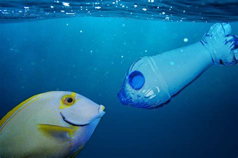 Lisola sperduta che ha la più alta densità di inquinamento da plastica