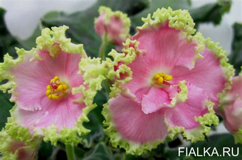 НД-Марфушенька