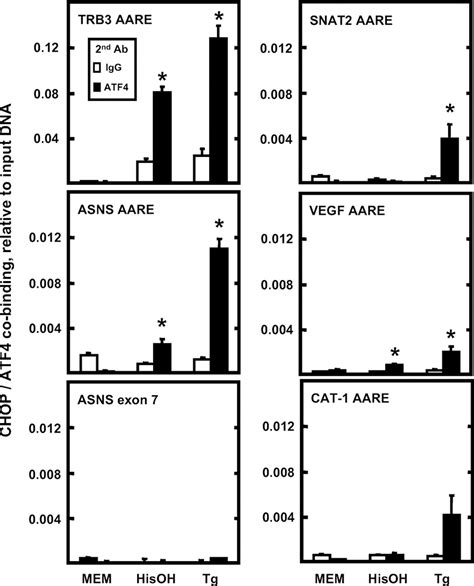 C Ebp Homology Protein Chop Interacts With Activating Transcription