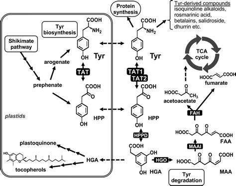 Active Form Tyrosine New Form