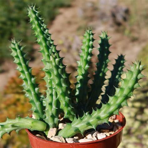 Red Dragon Flower Huernia Schneideriana Red Dragon Planting