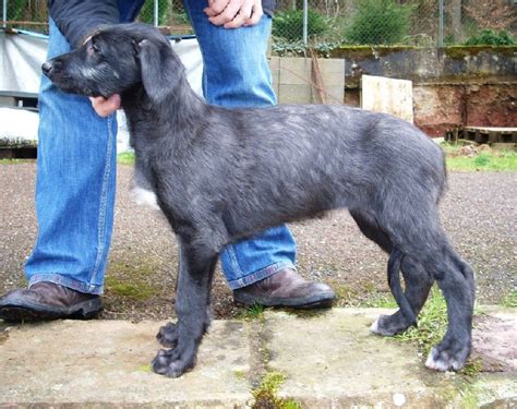 Chiot deerhound deerhounds Elevage Lilac Wind lévriers écossais