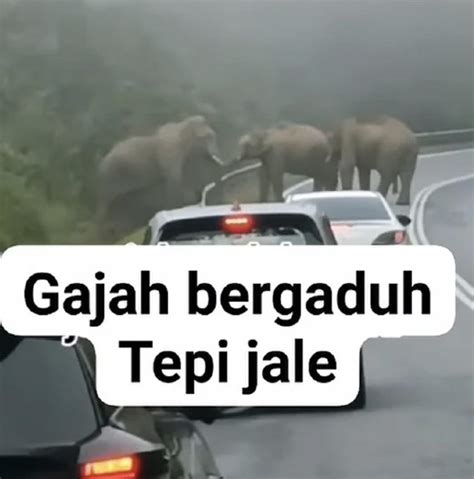 Gajah Bergaduh Di Jalan Jeli Gua Musang Mykmunet