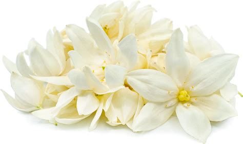 Izote Flower Best Flower Site
