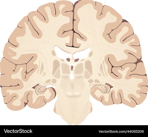 Brain Coronal Section Royalty Free Vector Image