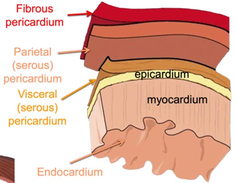 CV Anatomy Flashcards Quizlet