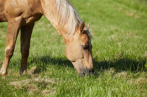 3- Odysseo by Cavalia, Mississauga ON - Horses vacation at the farm ...