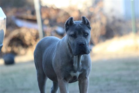 Gallery Cane Corso For Sale Dallas Phantom Corsos