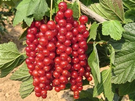 Смородина красная