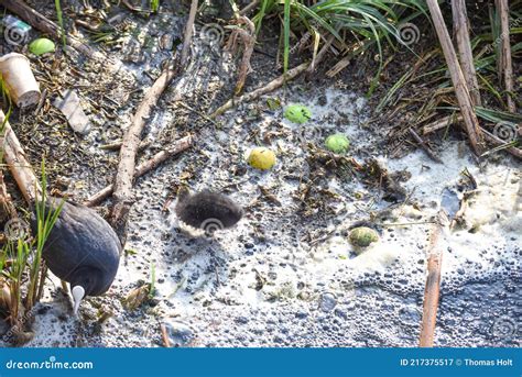 Polluted River Water with Animals Stock Image - Image of disaster ...