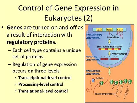 Understanding The Control Of Gene Expression In Prokaryotes Pogil