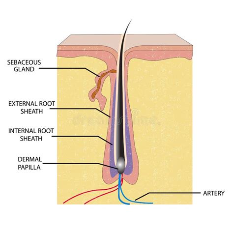 Anatomie Van Haar Vector Illustratie Illustration Of Klier 19061092