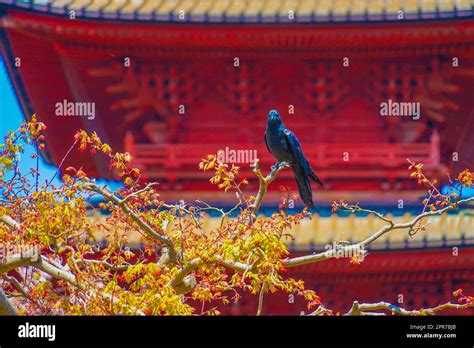 Jet -black crow (Hashibuto glass Stock Photo - Alamy