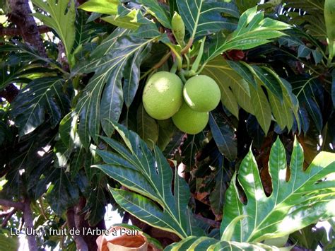 Le Uru fruit de l Arbre à Pain