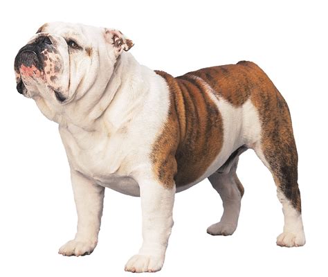 Engleski Bulldog: Engleski bulldog