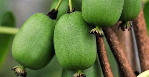 Buy Hardy Kiwi Actinidia Arguta 15 Seeds Online Seeds