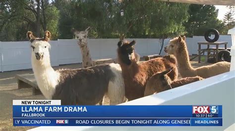 Small Llama Ranch Forced To Stop Giving Tours Youtube