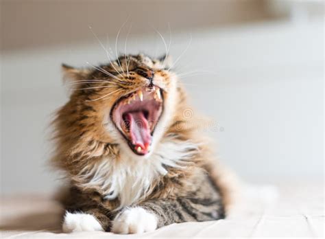 Cat yawning on bed stock image. Image of feline, lovable - 209312563