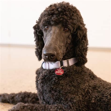 Arizona Poodle Rescue – We Do What Is In The Best Interest Of The Dog.