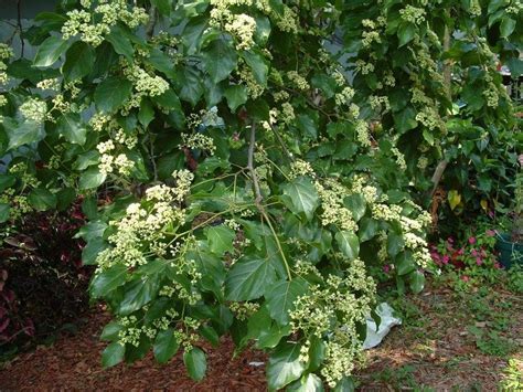 Конфетное Дерево Фото – Telegraph