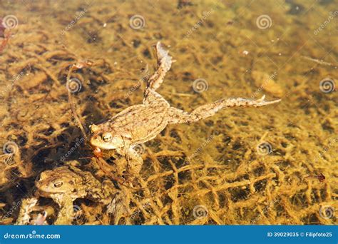 Froggy Sex Stock Image Image Of Life Pond Frisky Tadpoles 39029035