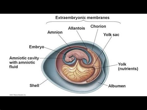 Amniotic Egg / Grade 12 / Life Sciences - YouTube