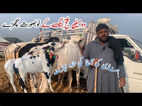 Today Mandra Mandi Latest Update Ll Domail Mandi Ll Jamil Tv