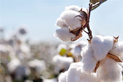 Algodão Preços Da Pluma Oscilam No Mercado Interno Agro Estadão