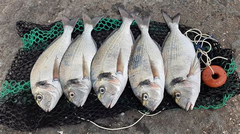 Pesca All Orata Con La Cozza Montatura Per La Canna Bolognese Youtube