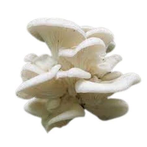 A Grade Medium Size Indian Origin Commonly Cultivated Oyster Mushroom