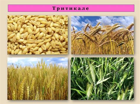 Виробництво зернових кормів - презентация онлайн