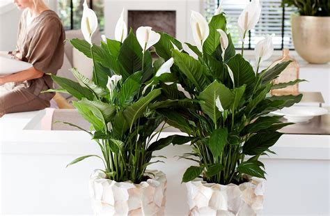 Самые популярные домашние цветы (47 фото) - фото - картинки и рисунки ...