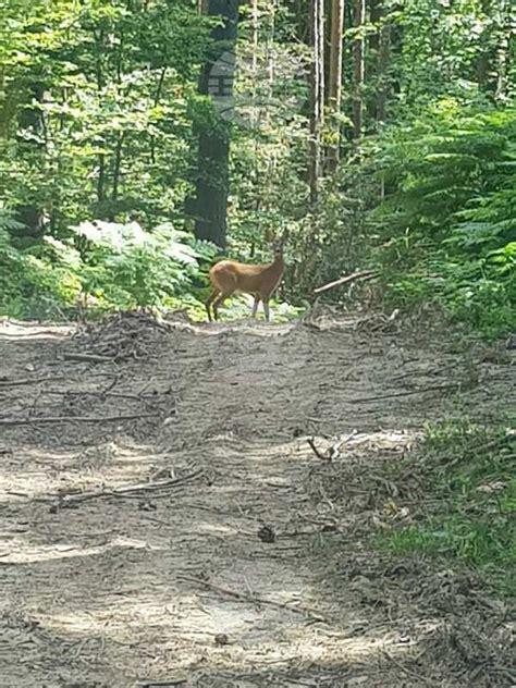 Горски служители заснеха мече и сърна в естествената им среда - Утро