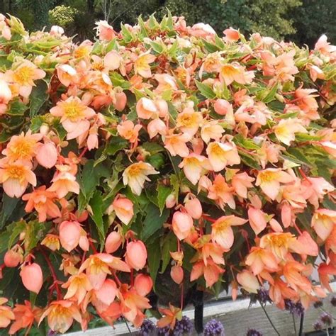 Begonia Belleconia “MANGO” – Silja