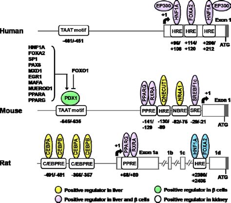 Sensors Free Full Text Transcriptional Regulation Of Glucose