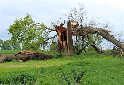 How To Help Trees Recover From Extreme Weather Tips Twin Cities