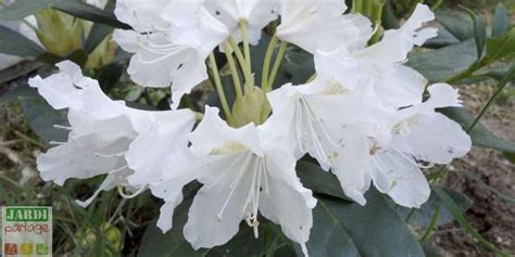 Comment Planter Un Rhododendron En Terre Ou En Pot