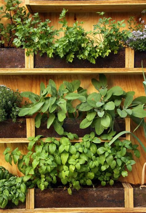 Herbs plants stock image. Image of kitchen, green, health - 20168049