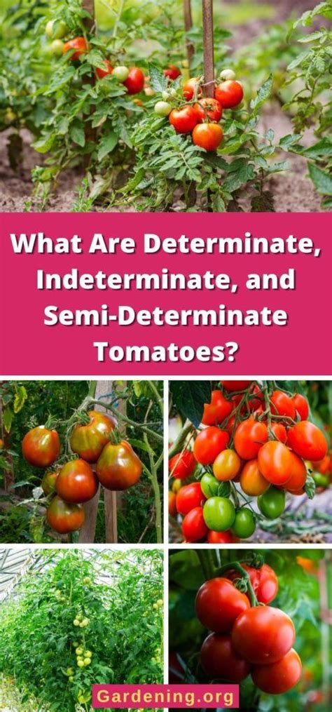 What Are Determinate Indeterminate And Semi Determinate Tomatoes