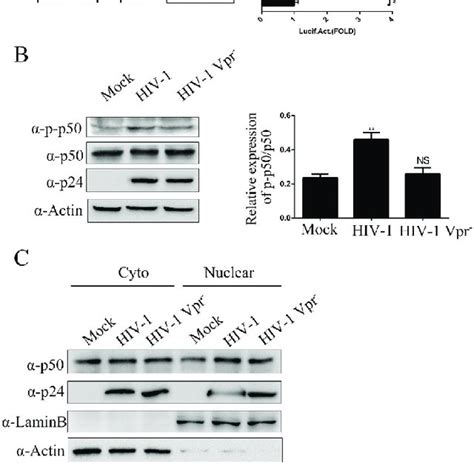 Vpr-mediated regulation of miR-210-5p expression. (A) Promoter analysis ...