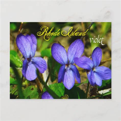 Rhode Island State Flower: Violet Postcard | Zazzle