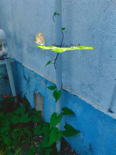 Did You Know…Most of the People Cannot Touch Their Nose With Their