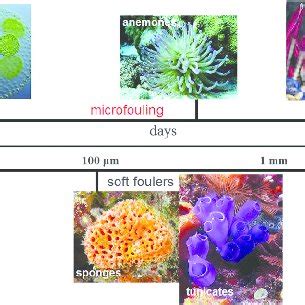 Different Phases Of Marine Biofouling Time Line Evolution And