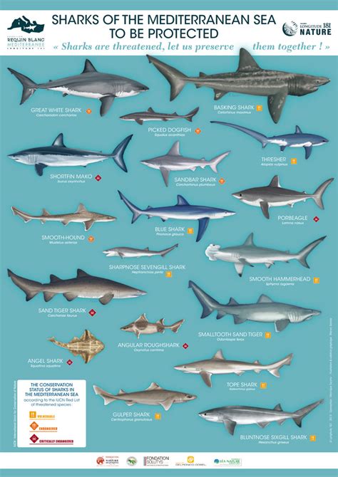 Mediterranean Sea Sharks