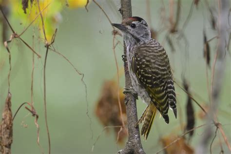 Cardinal Woodpeckers Holmen Birding Safaris