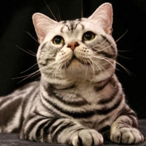Кошка дома