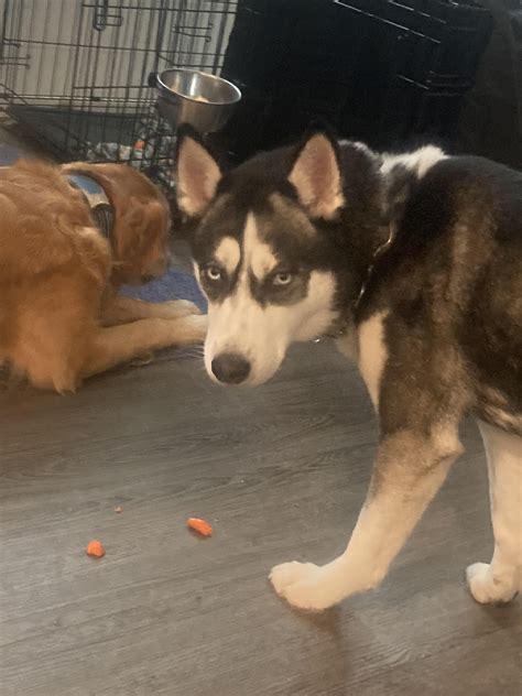 Different types of spaying? : r/DogAdvice